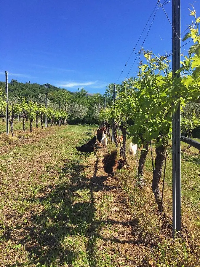 Villa Agriturismo Ca' Cristane Rivoli Veronese Bauernhof